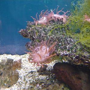 Sea anemones