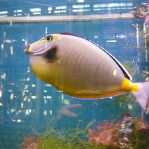 Unicornfish