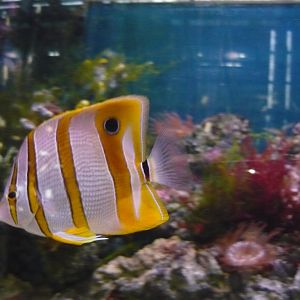 Сopperband butterflyfish