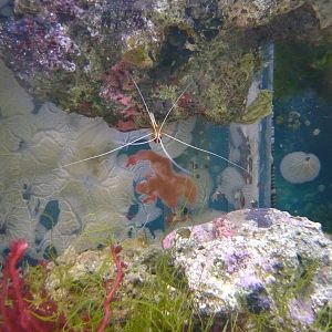 Cleaner shrimp