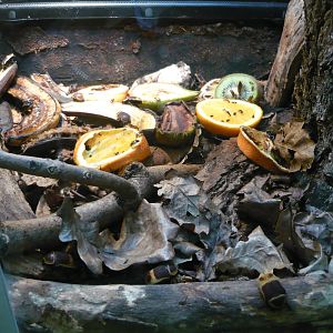 Pachnoda marginata exhibit