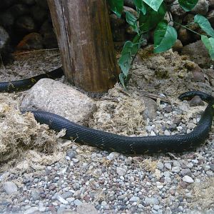 Amur rat snake (Elaphe schrenckii)