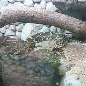 Burmese python (Python bivittatus)