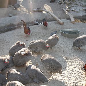 Guineafowl and chickens