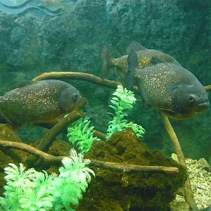 Red-bellied piranhas