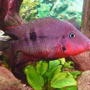 Firemouth cichlid