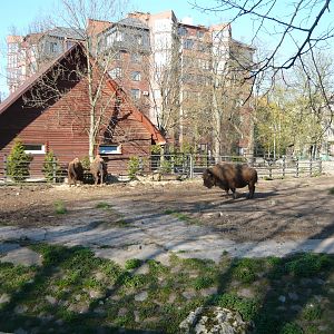 American bison exhibit