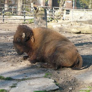 American bison