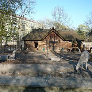 Lama and guanaco exhibit