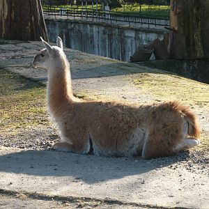 Guanaco