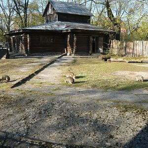 Patagonian mara exhibit