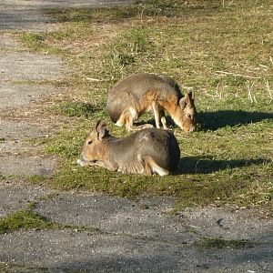 Patagonian mara