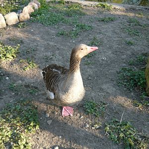 Greylag goose