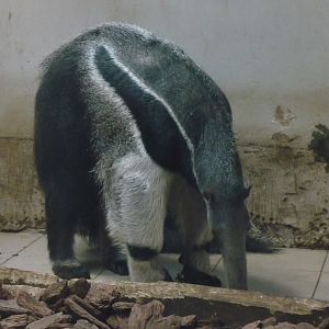 Giant anteater