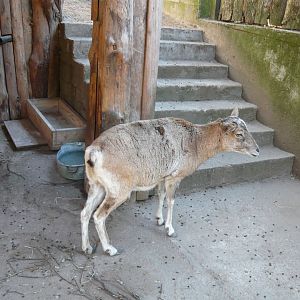 Urial sheep