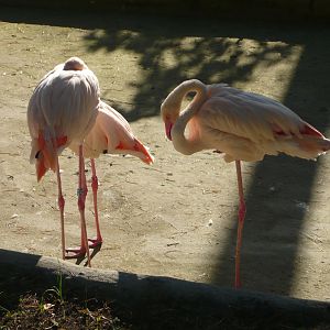 Flamingos