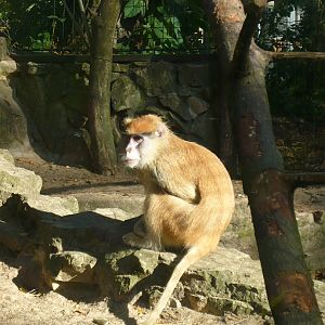 Patas monkey