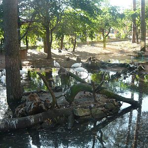Water birds exhibit (spoonbills, waterfowl, cranes)