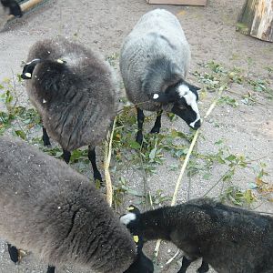 Domestic sheep