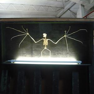 Bat skeleton