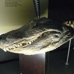 Alligator skeleton