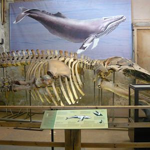 Whale skeleton