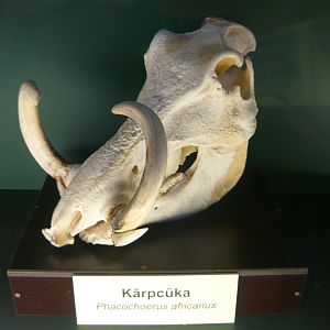 Warthog skull