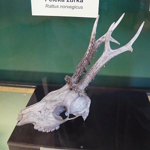 Roe deer and rat skulls