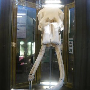 Elephant skull
