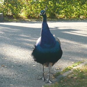 Peacock