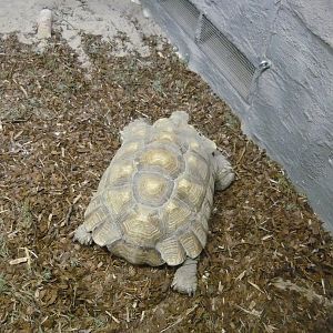 African spurred tortoise (Centrochelys sulcata)