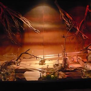 Naked mole rat exhibit