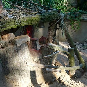 Meerkat exhibit