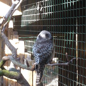Northern hawk-owl