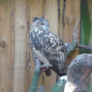 Eurasian eagle owl