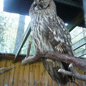 Great grey owl