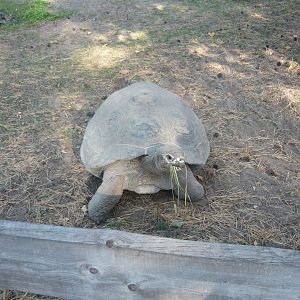 Galapagos giant tortoise