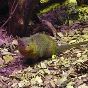 Dwarf mongoose