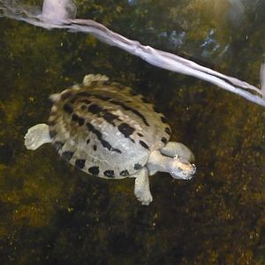 Painted terrapin (Batagur borneoensis)