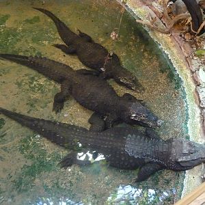 Dwarf crocodiles (Osteolaemus tetraspis)