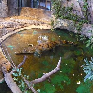 False gharials (Tomistoma schlegelii)