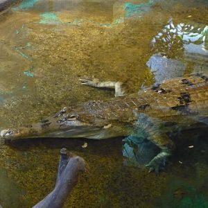 False gharial (Tomistoma schlegelii)