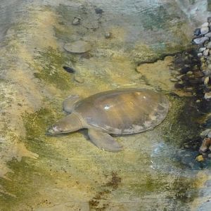 Pig-nosed turtle (Carettochelys insculpta)