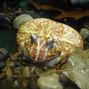Albino Cranwell's horned frog (Ceratophrys cranwelli)