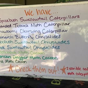 Kidzone: Caterpillar Mesh Cages Species Sign