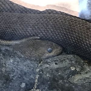 Desert: Baja California Rat Snake ready to Shed