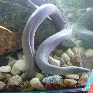 Aquatic caecilian, Typhlonectes natans