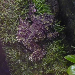 Mossy frog (Theloderma corticale)