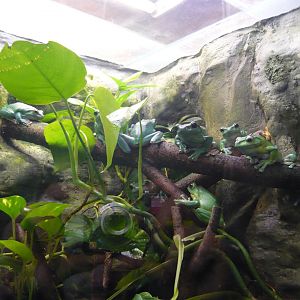 Chinese flying frogs (Zhangixalus dennysi)