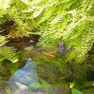 Crocodile newts (Tylototriton verrucosus)